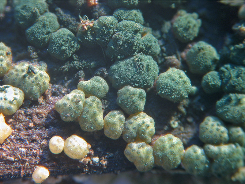 Creopus gelatinosus ?